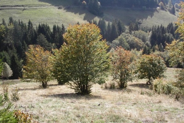 Weidbuche in Todtnau 