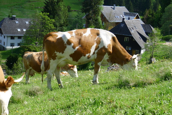 Die Khe auf dem Hof Till  Johannes Till