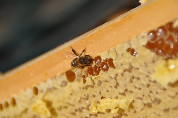 Fleißige Biene an der Wabe © A. Jenny
