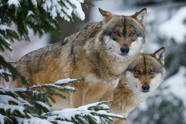 Zwei Wölfe © VDN-Fotoportal/Peter Lindel