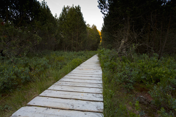 Ein Bohlenweg fhrt zum Blindensee  Jrgen Gocke