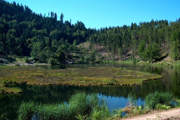 Nonnenmattweiher  VDN/Willi Auer