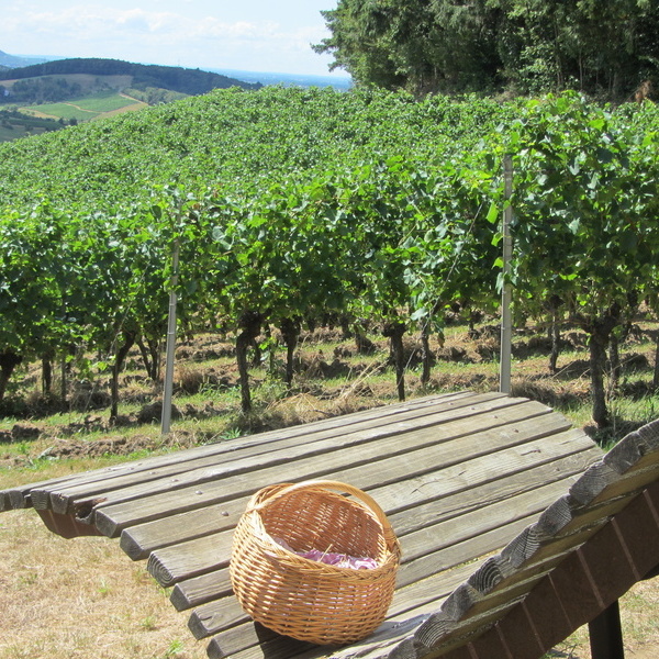 Genussvoll durch die Weinberge  I. Birkle