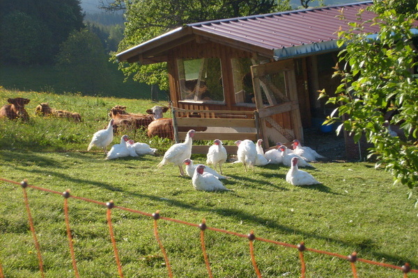 Puten und Rinder auf dem Hof © Hummelhof