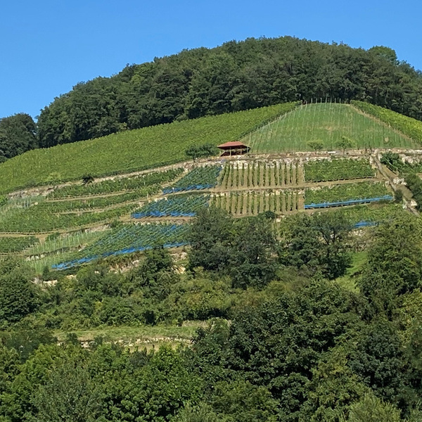 Blick auf den Castellberg  Jrg Mutz