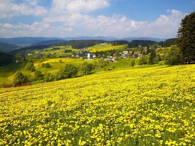 Blick auf Lenzkirch-Saig  Gemeinde Lenzkirch