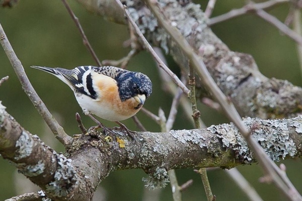 Bergfink (Quelle: VDN/wilhil)