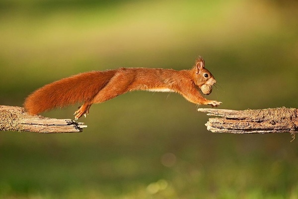 Von Ast zu Ast springendes Eichhörnchen (© VDN/Matze)