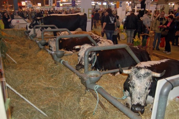 Vogesenrinder auf der Landwirtschaftsmesse (Quelle: Naturpark Sdschwarzwald)