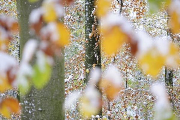 Herbst im Winterkleid (Fotograf: martin Schmidt)