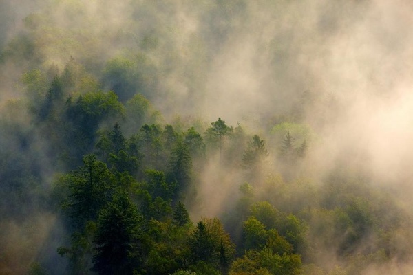Der Schwarzwald von oben (Quelle: Florian Bilger)