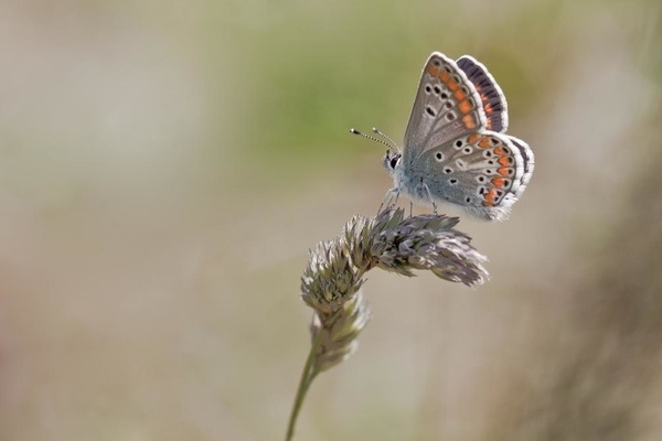 Sonnenrschen-Bluling (Fotofrag: Wolfgang Speer)