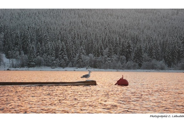 Möwe im Winter am Schluchsee (Quelle: Catherine Labudda)