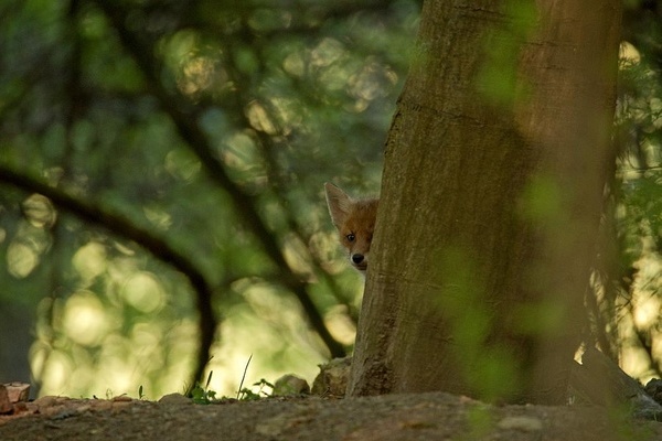 Neugieriger Jungfuchs (Foto: VDN/Matze)