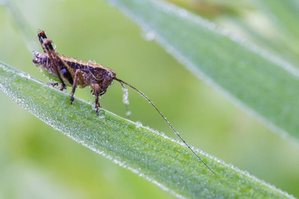 Eine Larve der Gemeinen Strauchschrecke (Pholidoptera griseoaptera) ( Sebastian Schrder-Esch) Ein Paar der Alpinen Gebirgsschrecke (Miramella alpina) ( Sebastian Schrder-Esch)