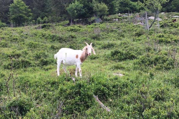 Ziegen halten im Menzenschwander Tal die Wiesen offen  Ute Rittel