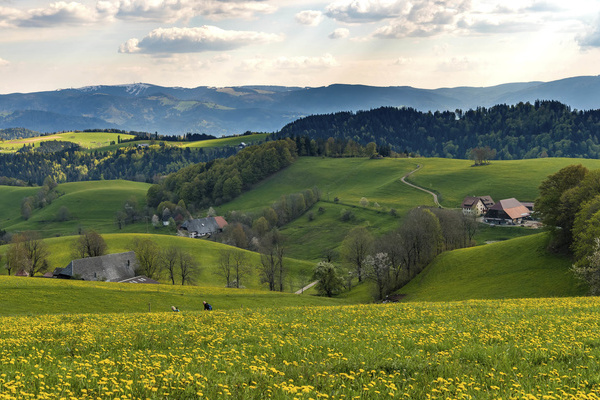 Schwarzwald-Landschaft bei St. Peter  Hochschwarzwald Tourismus GmbH