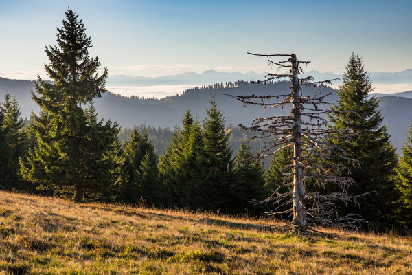 Herbstliche Fernsicht vom Feldberg  Sebastian Schrder-Esch