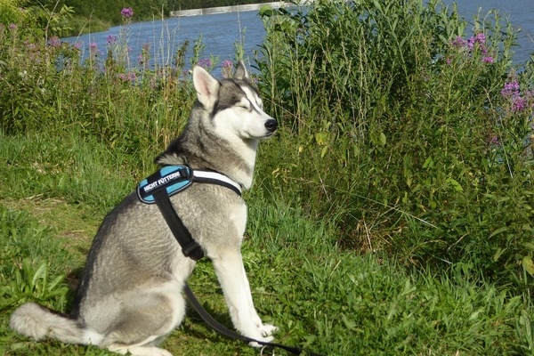 Die Siberian-Husky-Hndin Alexxa ist mit von der Partie bei der Wanderung um die Linachtalsperre ( Andreas Farsang)