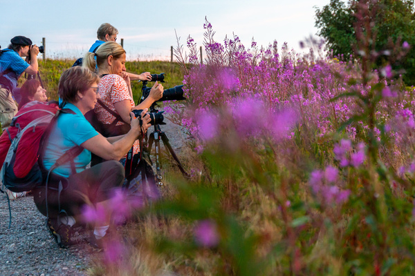 Fotografieren inmitten sommerlicher Weidenrschen.  Sebastian Schrder-Esch