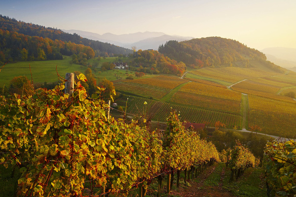 Herbststimmung in den Rebhngen des Schwarzwaldes  Erich Spiegelhalter/STG