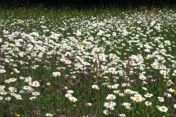 Die Blhenden Naturparke sind gut fr Insekten und frs Auge! ( VDN/ Achim Hoffmann)