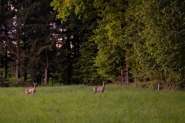 Bereit zu flchten: Anstatt in Ruhe zu sen, beobachten diese Rehe aufmerksam ihre Umgebung.  Andreas Schantl/Unsplash