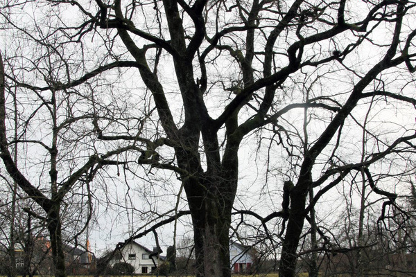 Die große Flatterulme am Wagensteigbach in Kirchzarten-Burg. Die kleineren Bäume daneben sind fast alle Eschen, die voraussichtlich absterben werden. © Naturpark Südschwarzwald