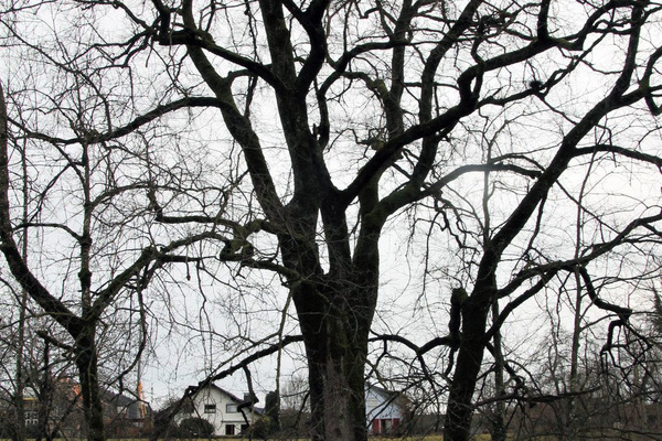 Die groe Flatterulme am Wagensteigbach in Kirchzarten-Burg. Die kleineren Bume daneben sind fast alle Eschen, die voraussichtlich absterben werden.  Naturpark Sdschwarzwald