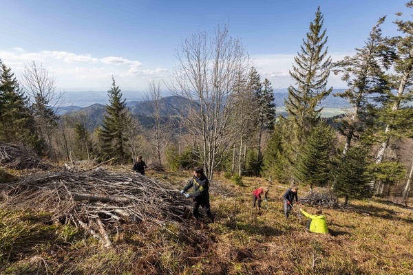 Beim Voluntourismus können Gäste in ihrem Urlaub unter fachkundiger Anleitung etwas Gutes für die Umwelt tun. © Naturpark Südschwarzwald/Sebastian Schröder-Esch
