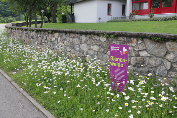 Bild 1: Blhstreifen auf Firmengelnde  Naturpark Sdschwarzwald