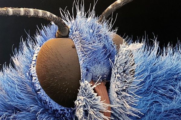 Hauhechel-Bläuling (Polyommatus icarus) als fertig entwickeltes Insekt © Eye of Science: Nicole Ottawa und Oliver Meckes
