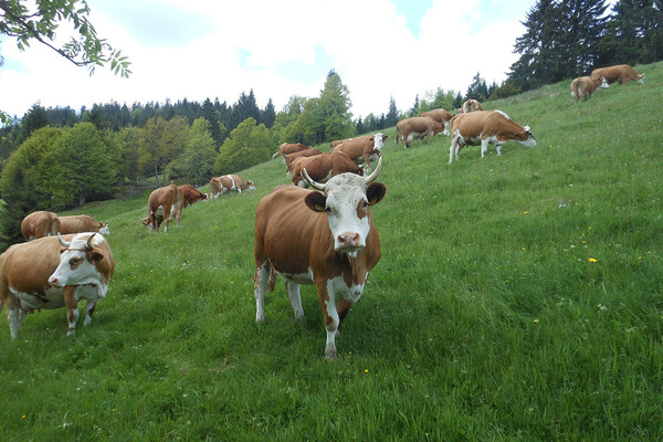 Lebensraum fr vielerlei Arten bieten Weidflchen wie diese bei Schluchsee-ule.  Jean-Marie Henry