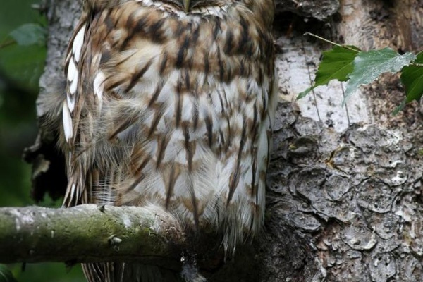 Wladkauz - Vogel des jahres 2017 (Foto: VDN/Fritz Bosch)