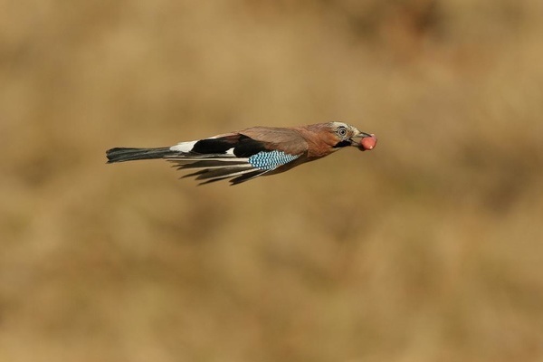 Eichelhher (Foto: VDN/R. Armbruster)