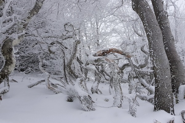 Winterliche Buchen am Feldberg  H. Ulsamer 