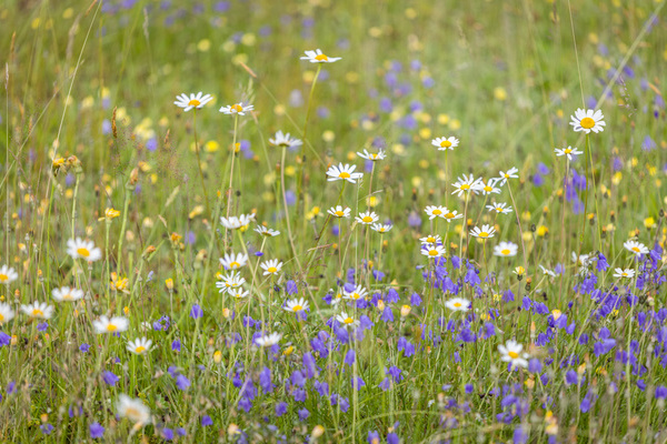 Wiese im "blhenden Schonach"  Naturpark Sdschwarzwald/Sebastian Schrder-Esch