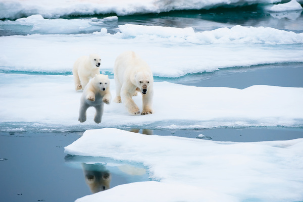 Eisbärenmutter mit Jungen © Florian Schulz