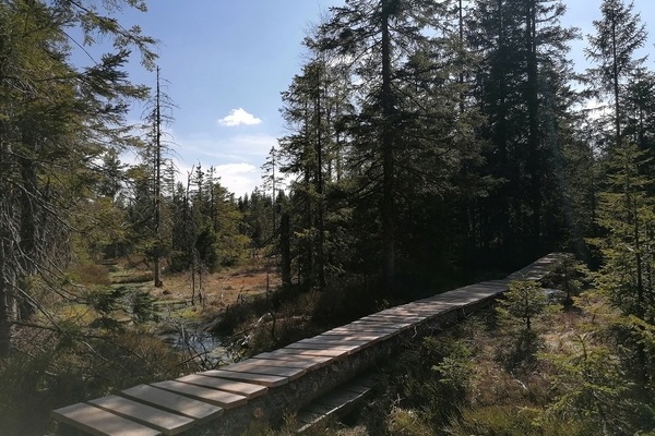 Diesen tollen Steg im Hirschbder Moor haben Freiwillige bei der Wegeinstandsetzung 2021 gebaut - so kommen Besucherinnen und Besucher trockenen Fues durch das Moor und dieser besondere Lebensraum wird geschtzt   Naturpark Sdschwarzwald e. V. 