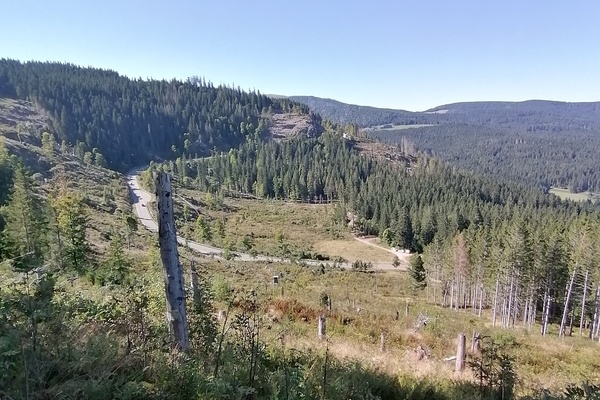 Auf dieser Sturmflche am Kohlplatz Feldberg werden wir aktiv und untersttzen den Wald von morgen  Naturpark Sdschwarzwald e. V. 