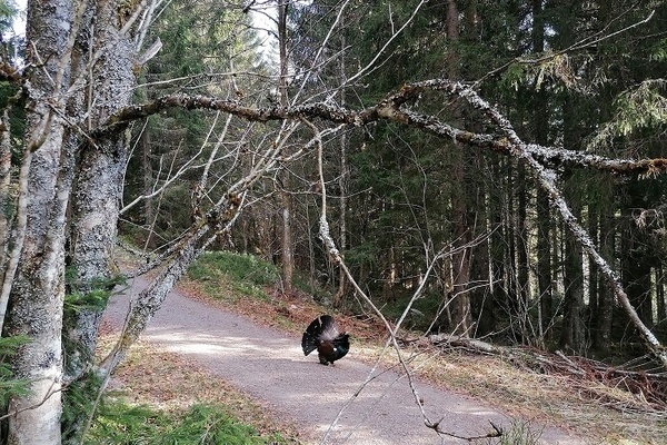 Fr diesen selten gewordenen Waldvogel mchten wir bei diesem Voluntourismus-Einsatz geeigneten Lebensraum schaffen!  Naturpark Sdschwarzwald e. V. 