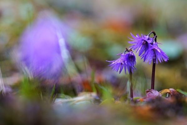 Alpen-Troddelblume - um die zu finden braucht es auch ein bisschen Glck  Hubertus Ulsamer