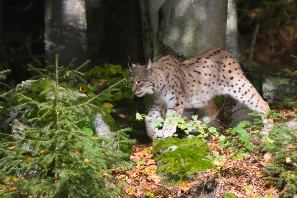 Ein Luchs auf der Pirsch  VDN-Fotodatenbank/Thomas Seidler