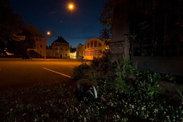 berraschende Begegnung: Dachs in der Stadt  Klaus Echle