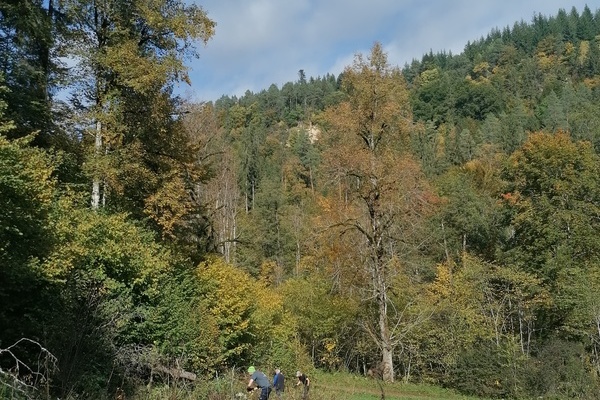 Hereinwachsende Strucher und Bume werden entfernt, um Biotope offenzuhalten  Naturpark Sdschwarzwald e. V.