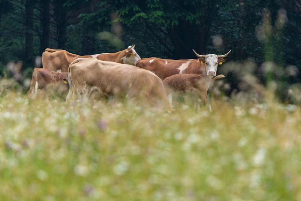 Rinder auf artenreichen Weiden  Sebastian Schrder-Esch/Naturpark Sdschwarzwald e. V.