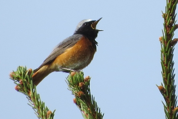 Gartenrotschwanz  Hubertus Ulsamer