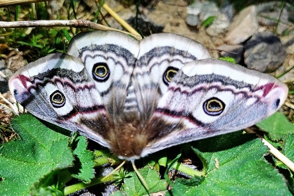 Ein Weibchen des Kleinen Nachtpfauenauges  H. Ulsamer 