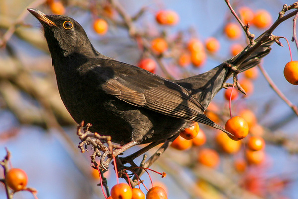 Im Herbst nutzen viele Vgel wie diese Amsel das reiche Nahrungsangebot  Sebastian Schrder-Esch