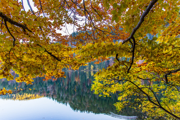 Der Herbst zaubert wunderbare Farben am Feldsee  Sebastian Schrder-Esch